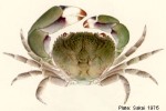 Enlarged Image of 'Eriphia sebana'
