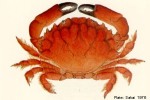 Enlarged Image of 'Etisus dentatus ?ID'