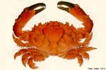 Enlarged Image of 'Etisus splendidus ?ID'