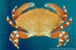 Enlarged Image of 'Liomera laevis QQGM'