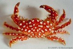 Enlarged Image of 'Lophozozymus cristatus QQGM'