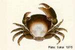 Enlarged Image of 'Tetralia glaberrima'