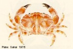 Enlarged Image of 'Xanthias lamarcki'