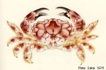 Enlarged Image of 'Xanthias tetradon'