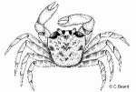 Enlarged Image of 'Ocypode laevis'