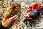 Enlarged Image of 'Uca tetragonon'