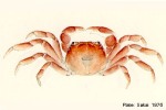 Enlarged Image of 'Cyclograpsus integer'