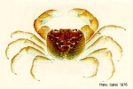 Enlarged Image of 'Geograpsus crinipes'