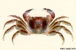 Enlarged Image of 'Geograpsus grayi'