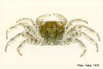 Enlarged Image of 'Grapsus longitarsis'
