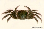 Enlarged Image of 'Metopograpsus messor'