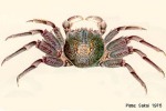 Enlarged Image of 'Plagusia tuberculata'