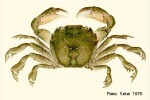 Enlarged Image of 'Varuna litterata'