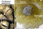 Enlarged Image of 'Hapalocarcinus marsupialis'