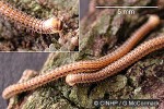Enlarged Image of 'Glyphiulus granulatus'