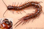 Enlarged Image of 'Scolopendra subspinipes'