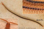 Enlarged Image of 'Centipede 66-pairs-o'-legs'