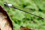 Enlarged Image of 'Damselfly white-thorax'