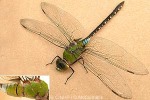 Enlarged Image of 'Anax guttatus'