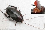 Enlarged Image of 'Dorylea flavifrons'