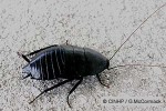 Enlarged Image of 'Melanozosteria nitida'