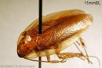 Enlarged Image of 'Balta unicolor QQnr'