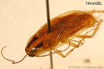 Enlarged Image of 'Blattella germanica'