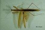 Enlarged Image of 'Tenodera australasiae'