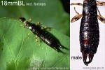 Enlarged Image of 'Euborellia annulipes'