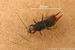 Enlarged Image of 'Labia minor QQGM'