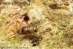 Enlarged Image of 'Thetella tarnis'