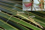 Enlarged Image of 'Graeffea crouanii'