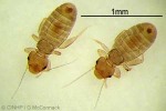 Enlarged Image of 'Liposcelis bostrychophilus QQnr'