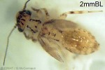 Enlarged Image of 'PsocopteraQQPM365b'