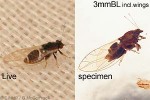 What Am I? Click to display answer!