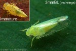 What Am I? Click to display answer!