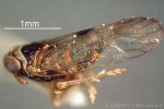 Enlarged Image of 'Opiconsiva paludum'