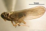 Enlarged Image of 'Sogatella vibix'