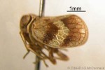 Enlarged Image of 'Atylana rarotongae'