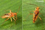 Enlarged Image of 'Guisardus samoanus'