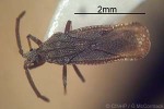 Enlarged Image of 'Teleonemia scrupulosa QQMaja'