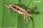 Enlarged Image of 'Oncocephalus pacificus'