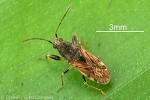 Enlarged Image of 'Remaudiereana nigriceps'