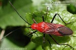 Enlarged Image of 'Leptocoris rufomarginatus'