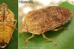 Enlarged Image of 'Paracoleotichus sordidus'