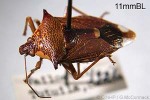 Enlarged Image of 'Montrouzieriellus sp.'