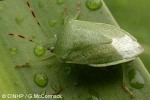 Enlarged Image of 'Nezara viridula'