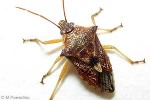 Enlarged Image of 'Oechalia schellembergii'