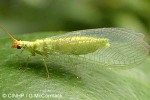 What Am I? Click to display answer!