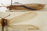 Enlarged Image of 'Distoleon bistrigatus'